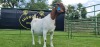 LOT 32 1X BOER GOAT FLOCK PREGNANT DOE SHONGOLOLO BOERBOK STOET 1563 - 2