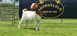 LOT 34 1X BOER GOAT STUD DOE SHONGOLOLO BOERBOK STOET 1563