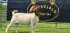 LOT 34 1X BOER GOAT STUD DOE SHONGOLOLO BOERBOK STOET 1563 - 2