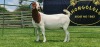 LOT 34 1X BOER GOAT STUD DOE SHONGOLOLO BOERBOK STOET 1563 - 3