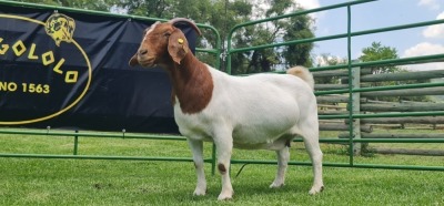 LOT 38 1X BOER GOAT FLOCK PREGNANT DOE SHONGOLOLO BOERBOK STOET 1563