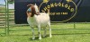 LOT 40 1X BOER GOAT FLOCK DOE SHONGOLOLO BOERBOK STOET 1563