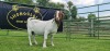 LOT 42 1X BOER GOAT PS PREGNANT DOE SHONGOLOLO BOERBOK STOET 1563