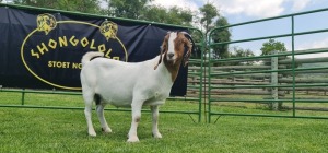 LOT 42 1X BOER GOAT PS PREGNANT DOE SHONGOLOLO BOERBOK STOET 1563