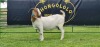 LOT 42 1X BOER GOAT PS PREGNANT DOE SHONGOLOLO BOERBOK STOET 1563 - 2