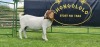 LOT 42 1X BOER GOAT PS PREGNANT DOE SHONGOLOLO BOERBOK STOET 1563 - 3