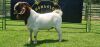 WITHDRAWN - LOT 10 1X BOER GOAT BUCK SHONGOLOLO BOERBOK STOET 1563