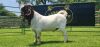 WITHDRAWN - LOT 10 1X BOER GOAT BUCK SHONGOLOLO BOERBOK STOET 1563 - 2