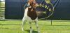 LOT 20 1X BOER GOAT FLOCK BUCK SHONGOLOLO BOERBOK STOET 1563