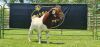 LOT 20 1X BOER GOAT FLOCK BUCK SHONGOLOLO BOERBOK STOET 1563 - 2