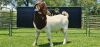 LOT 20 1X BOER GOAT FLOCK BUCK SHONGOLOLO BOERBOK STOET 1563 - 3