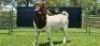LOT 20 1X BOER GOAT FLOCK BUCK SHONGOLOLO BOERBOK STOET 1563 - 3