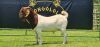 LOT 20 1X BOER GOAT FLOCK BUCK SHONGOLOLO BOERBOK STOET 1563 - 4