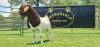 LOT 20 1X BOER GOAT FLOCK BUCK SHONGOLOLO BOERBOK STOET 1563 - 5