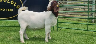 LOT 36 1X BOER GOAT FLOCK PREGNANT DOE SHONGOLOLO BOERBOK STOET 1563