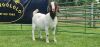 LOT 36 1X BOER GOAT FLOCK PREGNANT DOE SHONGOLOLO BOERBOK STOET 1563 - 2