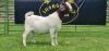 LOT 36 1X BOER GOAT FLOCK PREGNANT DOE SHONGOLOLO BOERBOK STOET 1563 - 3