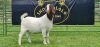 LOT 36 1X BOER GOAT FLOCK PREGNANT DOE SHONGOLOLO BOERBOK STOET 1563 - 4