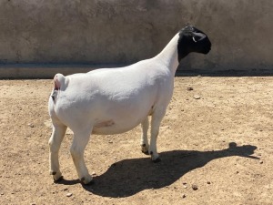 LOT 12 1X DORPER T5 EWE LEROY PHILLIPS DORPERS