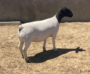 LOT 26 1X DORPER T5 EWE LEROY PHILLIPS DORPERS