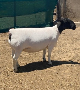 LOT 11 1X DORPER T5 EWE LEROY PHILLIPS DORPERS