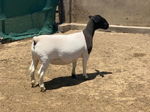 LOT 15 1X DORPER EWE LEROY PHILLIPS DORPERS