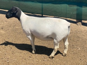 LOT 113 1X DORPER T5 EWE LEROY PHILLIPS DORPERS