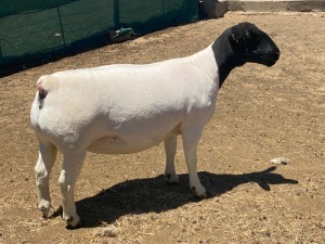 LOT 114 1X DORPER T5 EWE LEROY PHILLIPS DORPERS