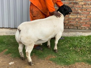 LOT 6 1X DORPER T5 RAM LEROY PHILLIPS DORPERS