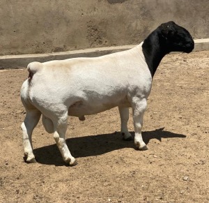 LOT 7 1X DORPER T5 RAM LEROY PHILLIPS DORPERS