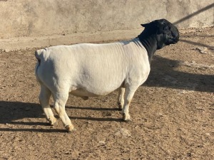 LOT 8 1X DORPER STUD RAM LEROY PHILLIPS DORPERS