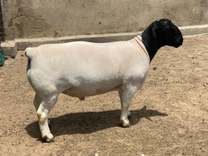 LOT 14 1X DORPER T5 RAM LEROY PHILLIPS DORPERS