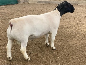 LOT 15 1X DORPER T5 RAM LEROY PHILLIPS DORPERS