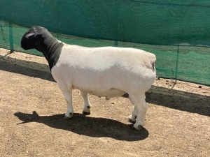 LOT 16 1X DORPER T5 RAM LEROY PHILLIPS DORPERS