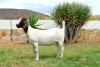 LOT 35 1X BOERGOAT FLOCK DOE BIEDOUW BOERBOKSTOET