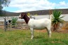 LOT 39 1X BOERGOAT FLOCK DOE BIEDOUW BOERBOKSTOET