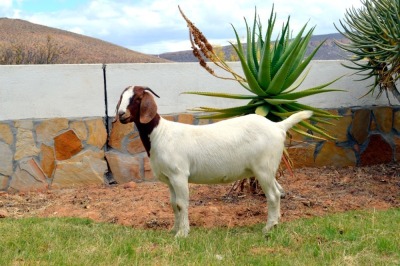 LOT 38 1X BOERGOAT STUD DOE BIEDOUW BOERBOKSTOET