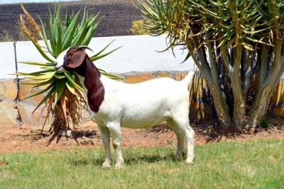 LOT 36 1X BOERGOAT FLOCK DOE BIEDOUW BOERBOKSTOET