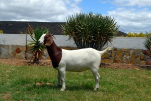 LOT 84 1X BOERGOAT STUD DOE BIEDOUW BOERBOKSTOET