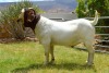 LOT 107 1X BOERGOAT FLOCK BUCK BIEDOUW BOERBOKSTOET