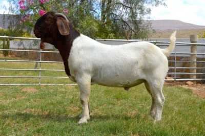 LOT 108 1X BOERGOAT STUD BUCK BIEDOUW BOERBOKSTOET