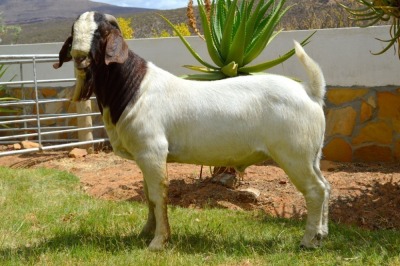 LOT 109 1X BOERGOAT FLOCK BUCK BIEDOUW BOERBOKSTOET