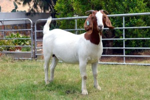 LOT 83 1X BOERGOAT FLOCK DOE BIEDOUW BOERBOKSTOET