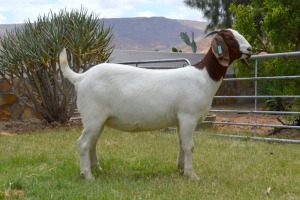 LOT 85 1X BOERGOAT FLOCK DOE BIEDOUW BOERBOKSTOET