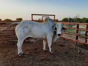 LOT 4 1 x BRAHMAN BULL Kellenicks