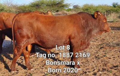 LOT 8 1 x BONSMARA X BULL Jaras(PTY)LTD