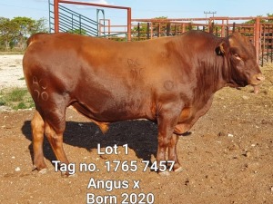 LOT 1 1 x ANGUS X BULL Jaras(PTY)LTD