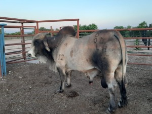 LOT 3 1 x BRAHMAN BULL Kellenicks