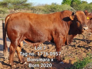 LOT 7 1 x BONSMARA X BULL Jaras(PTY)LTD