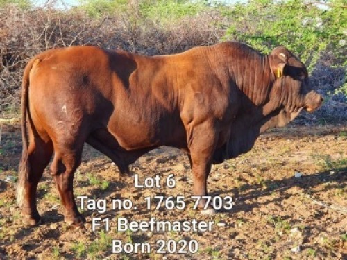 LOT 6 1 x BEEFMASTER BULL Jaras(PTY)LTD